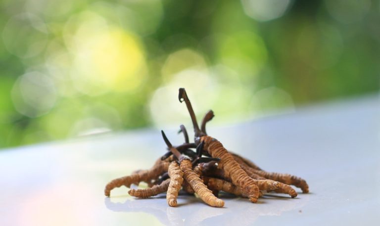 HOME Cordyceps Himalaya